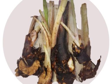 Comfrey live roots 3 pack