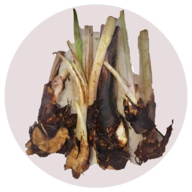 Comfrey live roots 3 pack