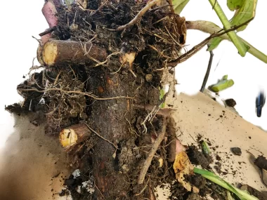 comfrey roots