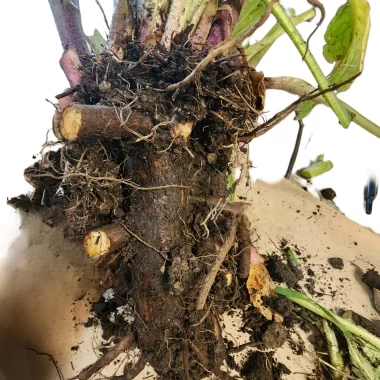 comfrey roots