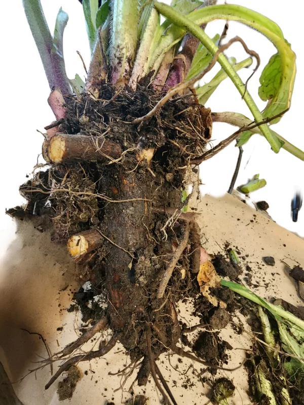 comfrey roots